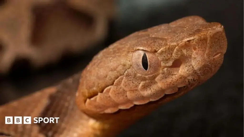 Snakes on a train (ing pitch)